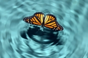 مصطلح “تأثير الفراشة” ودوره في تغيير مسار الحياة