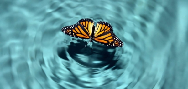 مصطلح “تأثير الفراشة” ودوره في تغيير مسار الحياة