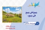 ربيعٌ في ربيعٍ في ربيع...